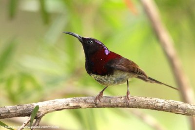 Black-throated sunbird (Aethopyga saturata)