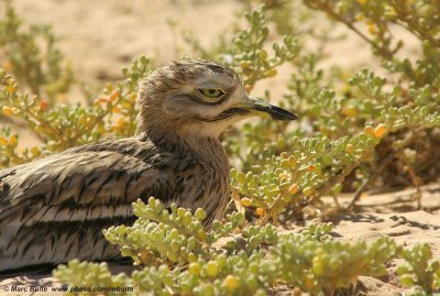 Griel (Burhinus oedicnemus)