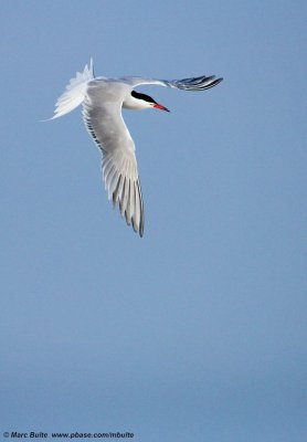 Visdief (Sterna hirundo)