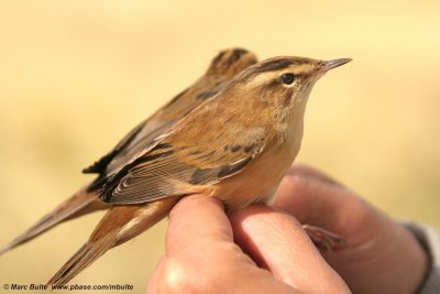 Sedge Warbler (Acrocephalus schoenobaenus)
