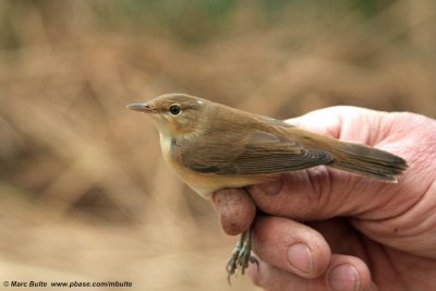 African Reed Warbler (Acrocephalus baeticatus)