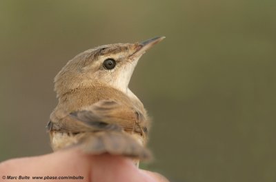 Paddyfield Warbler (Acrocephalus agricola)
