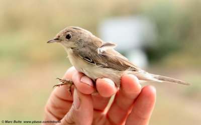 Menetries Warbler
