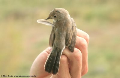 Menetries Warbler