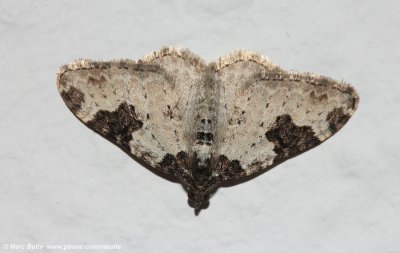 Zwartbandspanner (Xanthorhoe fluctuata)