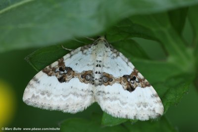 Geoogde Bandspanner (Xanthorhoe montanata)