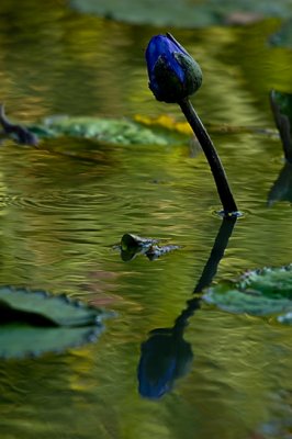 Blue water lily