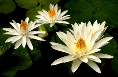 WATER LILLIES-7474