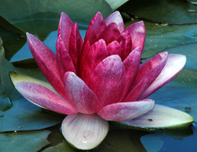 WATER LILLY-6009