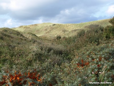 Egmond - duinlandschap