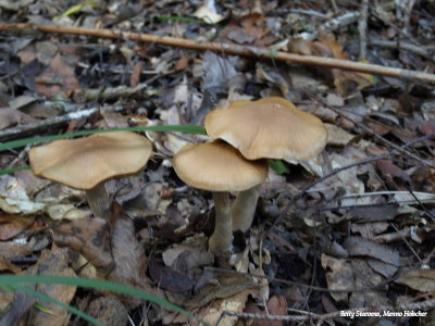Vrolijk trio