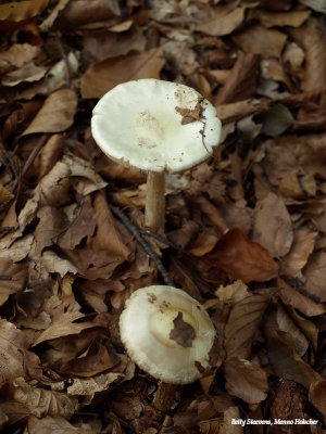 Kleine paddestoeltjes