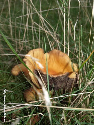 Roodbruine Russula