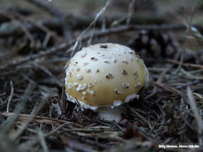 Narcisamaniet in het Caitwicker zand