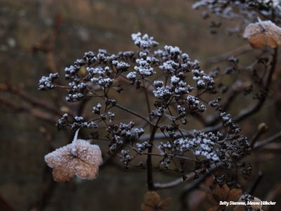 Oude bloemschermen van de hydrangea