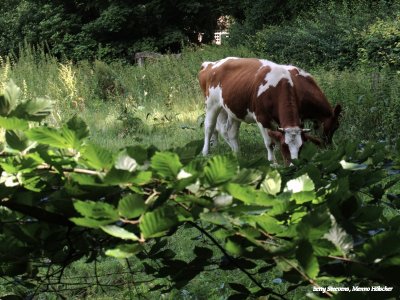 Weide in het Springendal