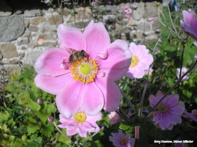 Het dal van de Leguer - anemone