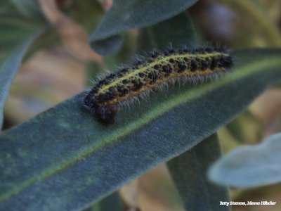 Rups van de grote witte