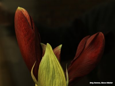 Amaryllis