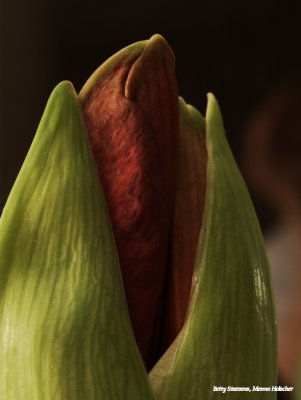 Amaryllis