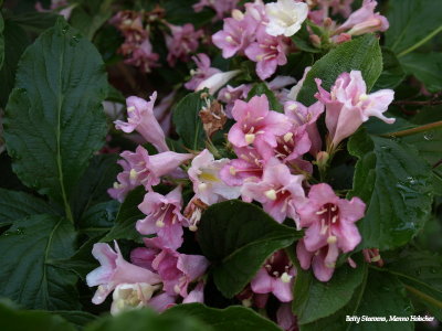 Weigelia