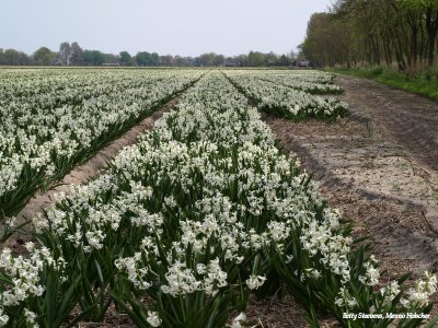 Lisse, hyacinthen
