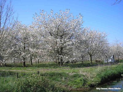 Maurik - bloeiende kersenboomgaard