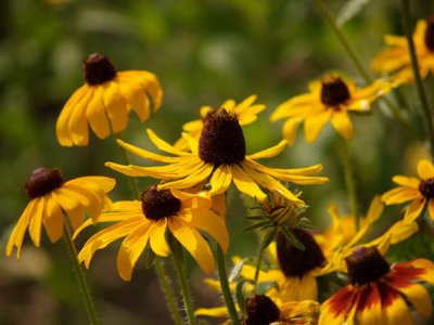flowers 1