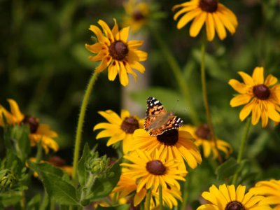 flowers with butterfly