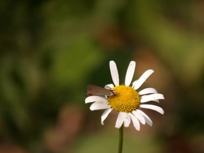 flowers with butterfly 2