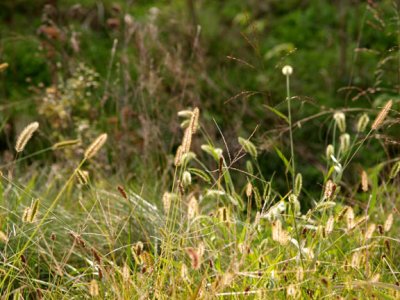 grass