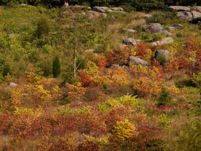 fall color