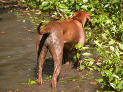 Covered in mud