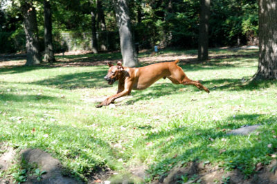 Dodo Leaping