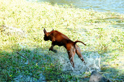 Bounding through the water