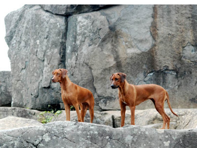 The Girls on the rocks