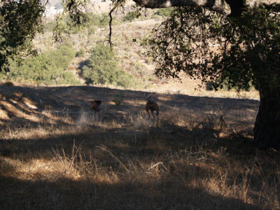 Look close, they're kickin up dust