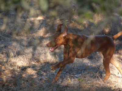 Through the brush