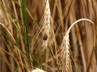bug on wheat