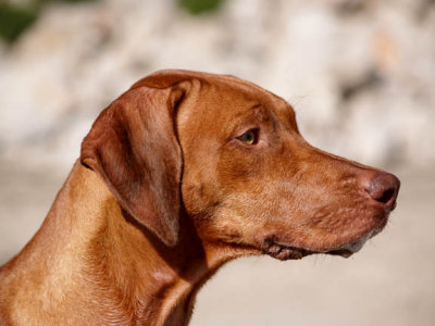 Profile close up