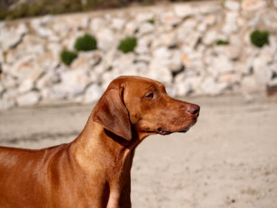 Profile