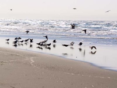 Seagulls taking flight