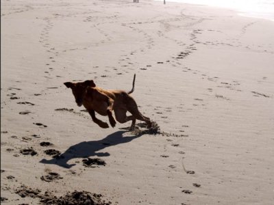 I like this one because you can see how many times, at this early point, she had run up and down the beach...