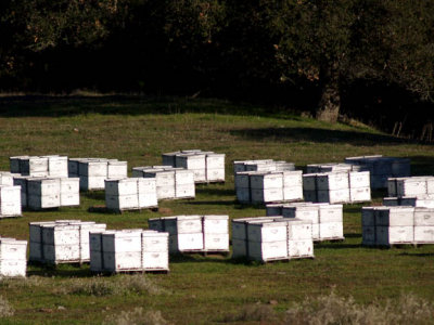 Bee hives