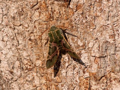 Interesting green moth