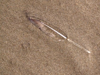 Feather in the sand