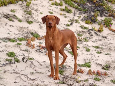 Meile in the dunes