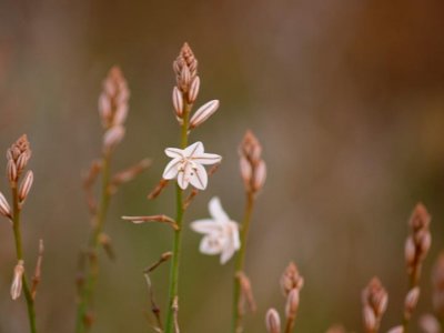 Spring flower..