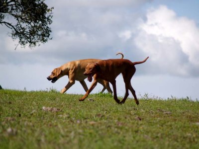 Hill top trotters