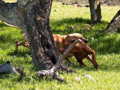 Around the tree